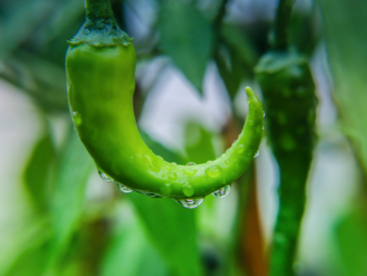 食堂食材采购难在哪？从验收痛点看专业蔬菜配送的解决路径
